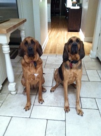 Ellie and Dixie